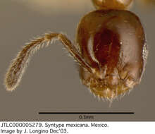 Image of Myrmelachista mexicana Wheeler 1934