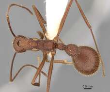 Image of Aphaenogaster phalangium Emery 1890