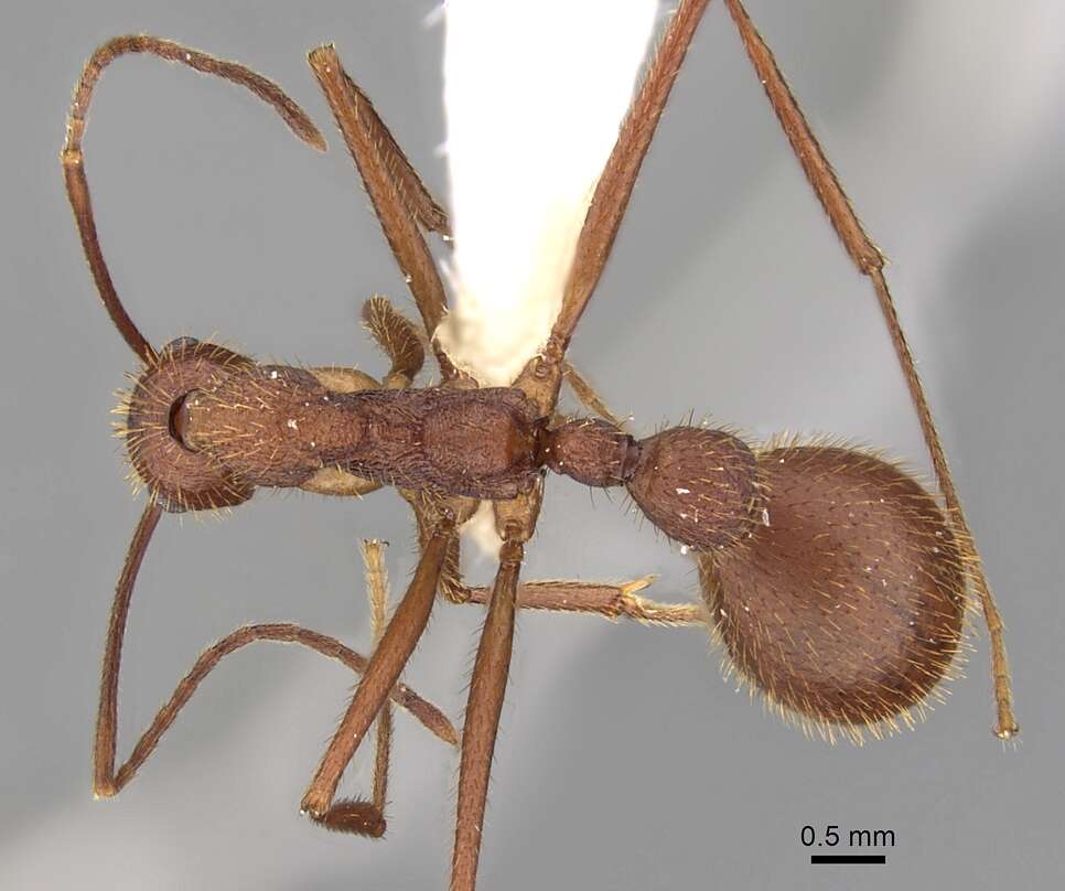 Image of Aphaenogaster phalangium Emery 1890