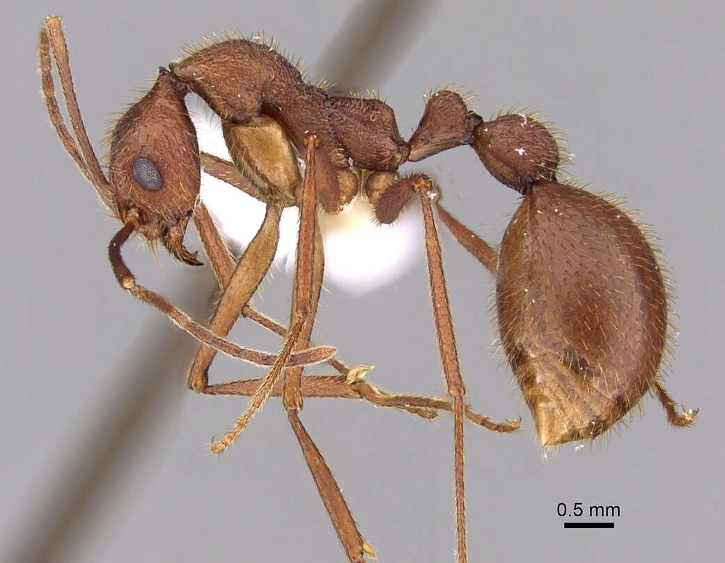 Image of Aphaenogaster phalangium Emery 1890