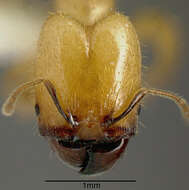 Plancia ëd Pheidole hasticeps