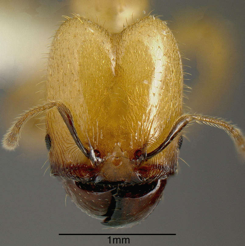 Plancia ëd Pheidole hasticeps