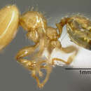 Plancia ëd Pheidole hasticeps