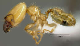 Plancia ëd Pheidole hasticeps