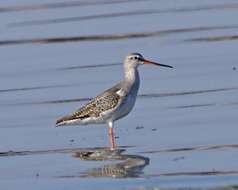 Image of Spotted Redshank