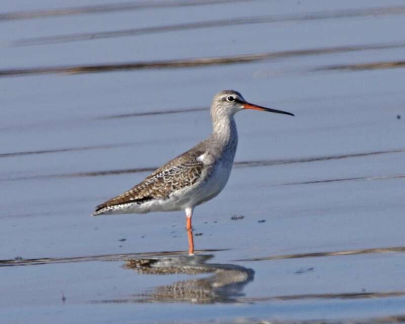 Image of Spotted Redshank