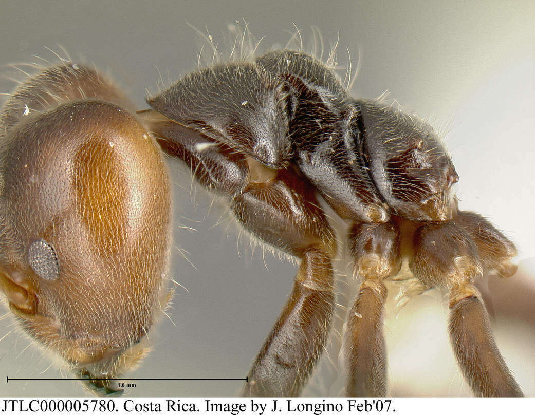 Image of Azteca gnava Forel 1906