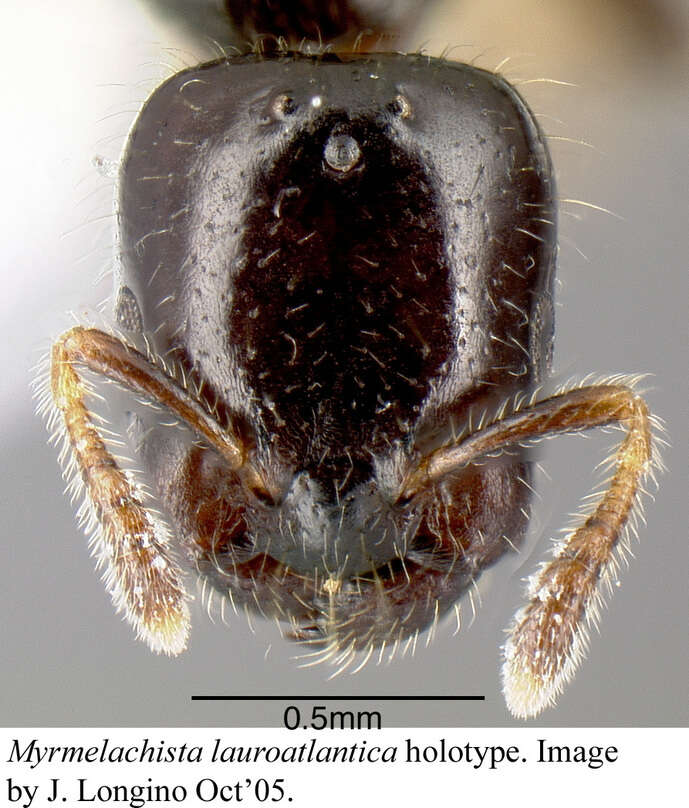 Image of <i>Myrmelachista lauroatlantica</i> Longino