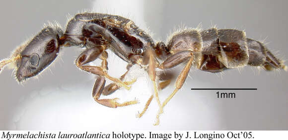 Image of <i>Myrmelachista lauroatlantica</i> Longino