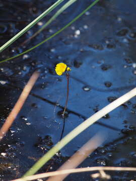 Image of Lesser Bladderwort