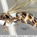Image of <i>Myrmelachista longiceps</i> Longino