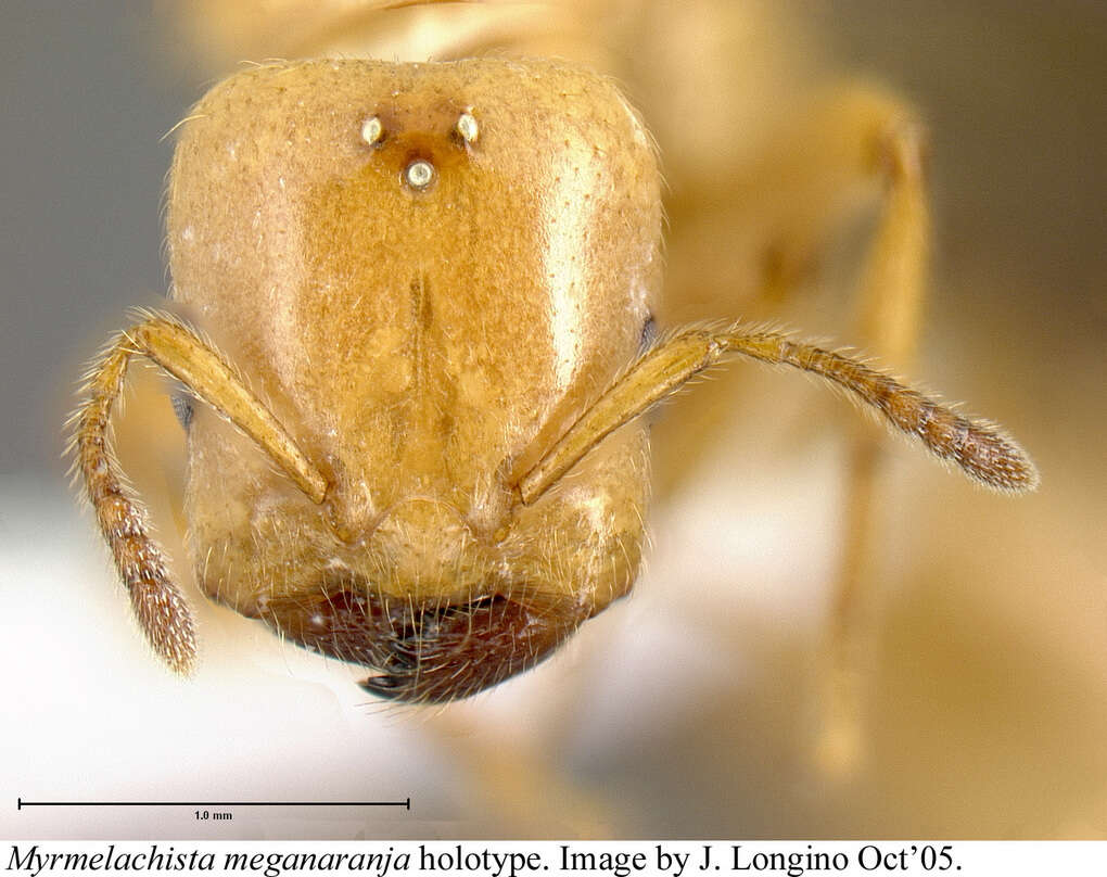 Image of <i>Myrmelachista meganaranja</i> Longino