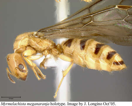 Image of <i>Myrmelachista meganaranja</i> Longino