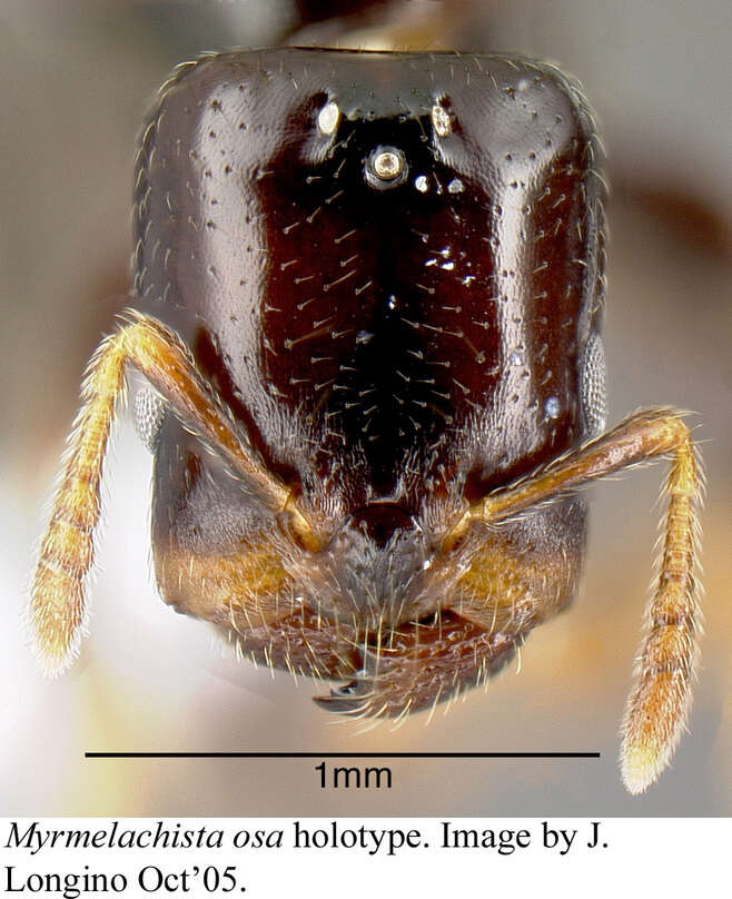 Image of <i>Myrmelachista osa</i> Longino