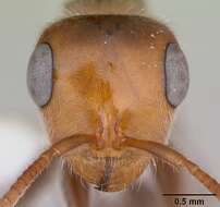 Pseudomyrmex kuenckeli (Emery 1890) resmi