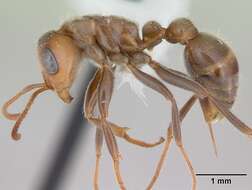 Pseudomyrmex kuenckeli (Emery 1890) resmi