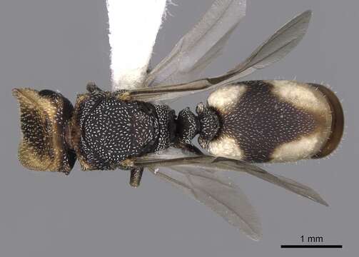 Image of Cephalotes kukulcan Snelling 1999