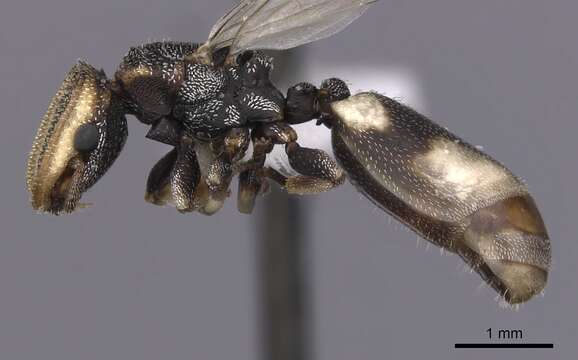 Image of Cephalotes kukulcan Snelling 1999