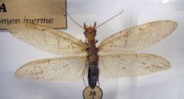 Image of Eastern Dobsonfly