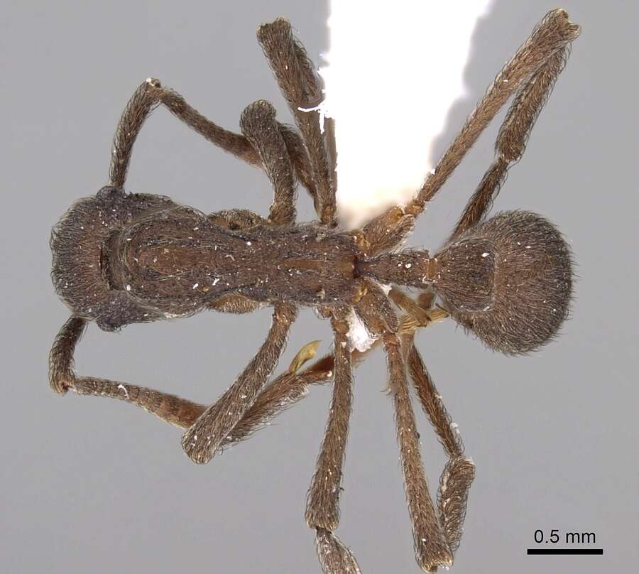 Image de Apterostigma calverti Wheeler 1911