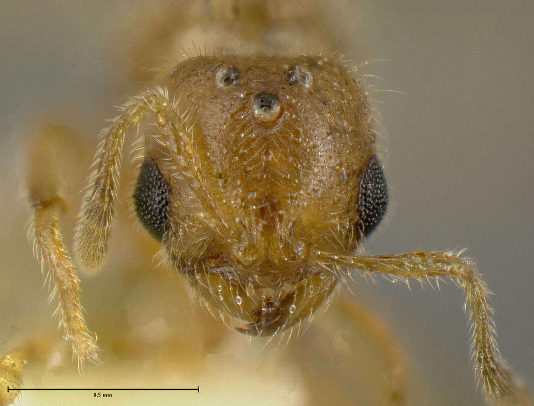 Image of Solenopsis striata