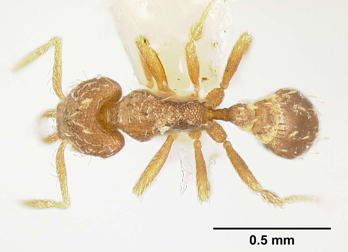 Image of Strumigenys calamita