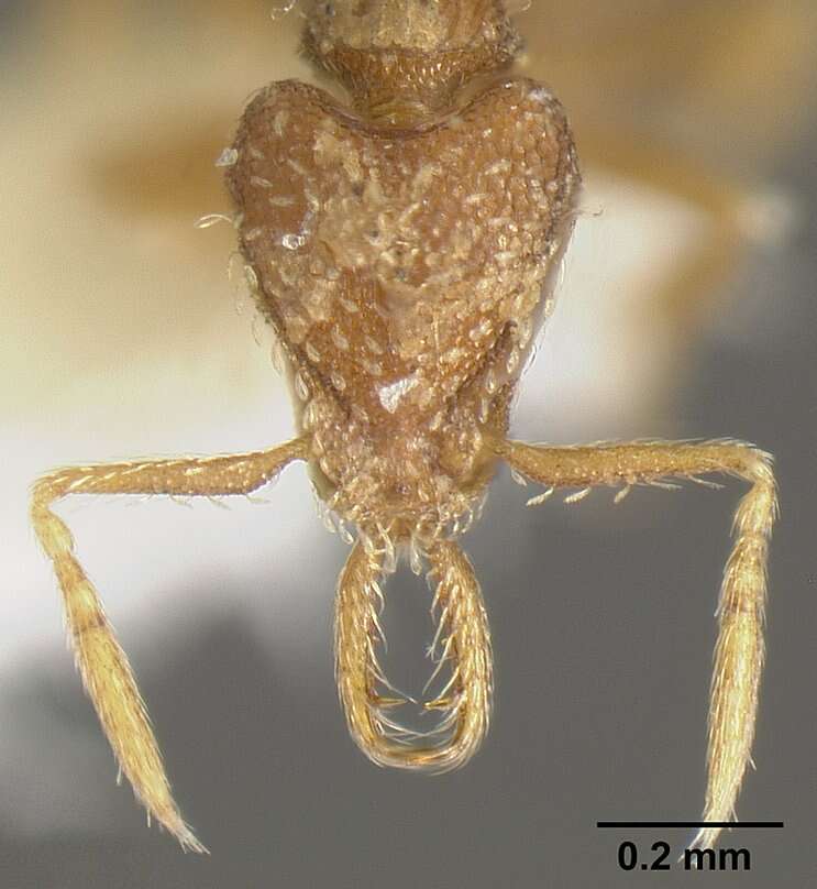 Image of Strumigenys calamita