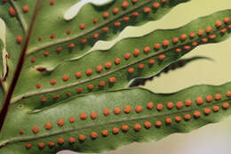 Image of golden polypody