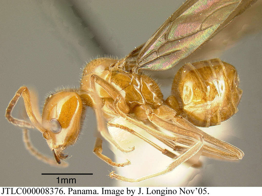 Image of Azteca lallemandi Forel 1899