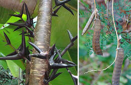 Vachellia collinsii (Saff.) Seigler & Ebinger resmi