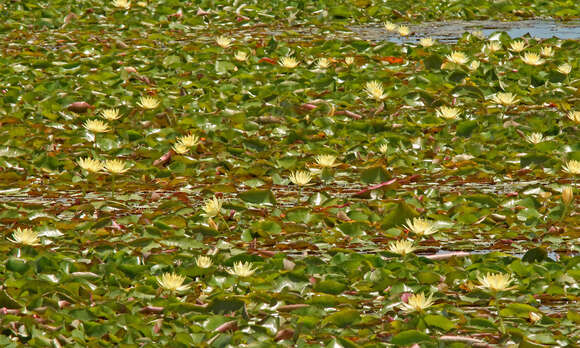 Image of yellow waterlily