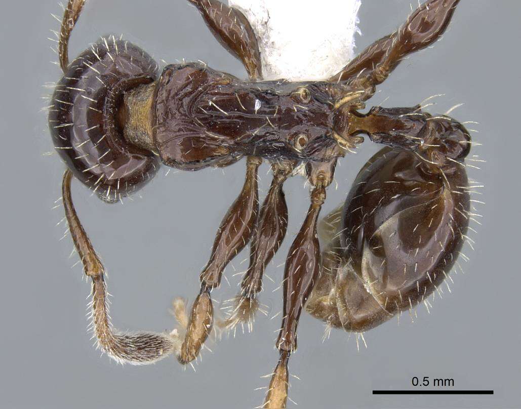 Image of Nesomyrmex vargasi