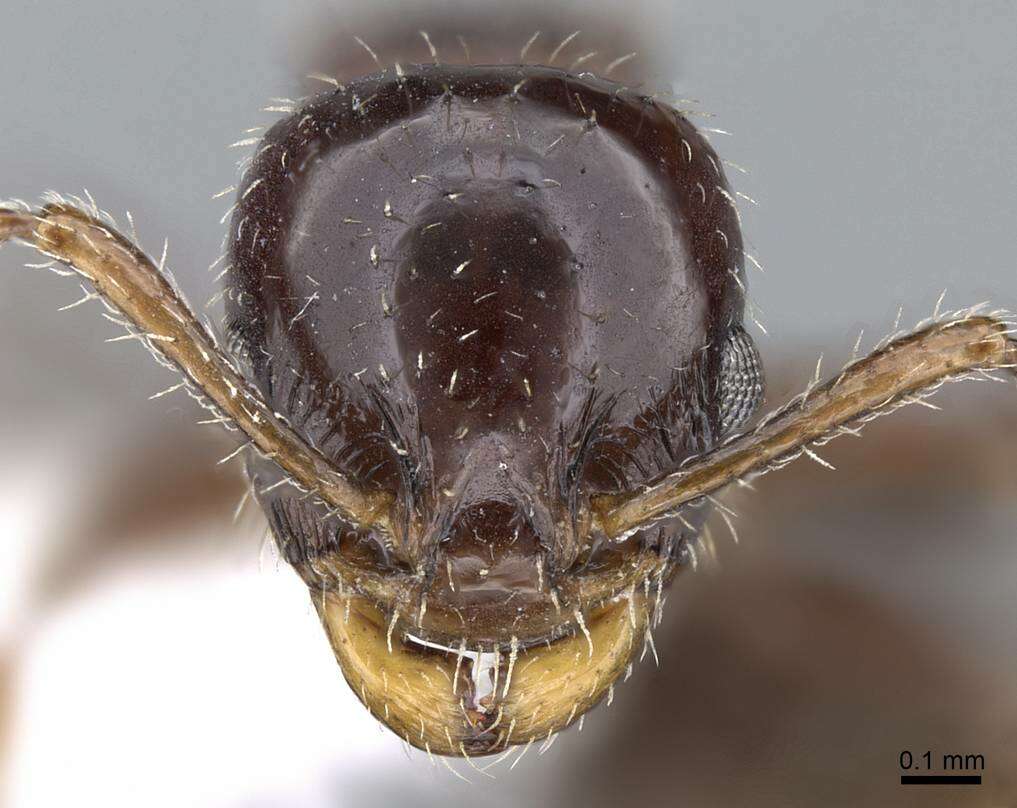 Image of Nesomyrmex vargasi