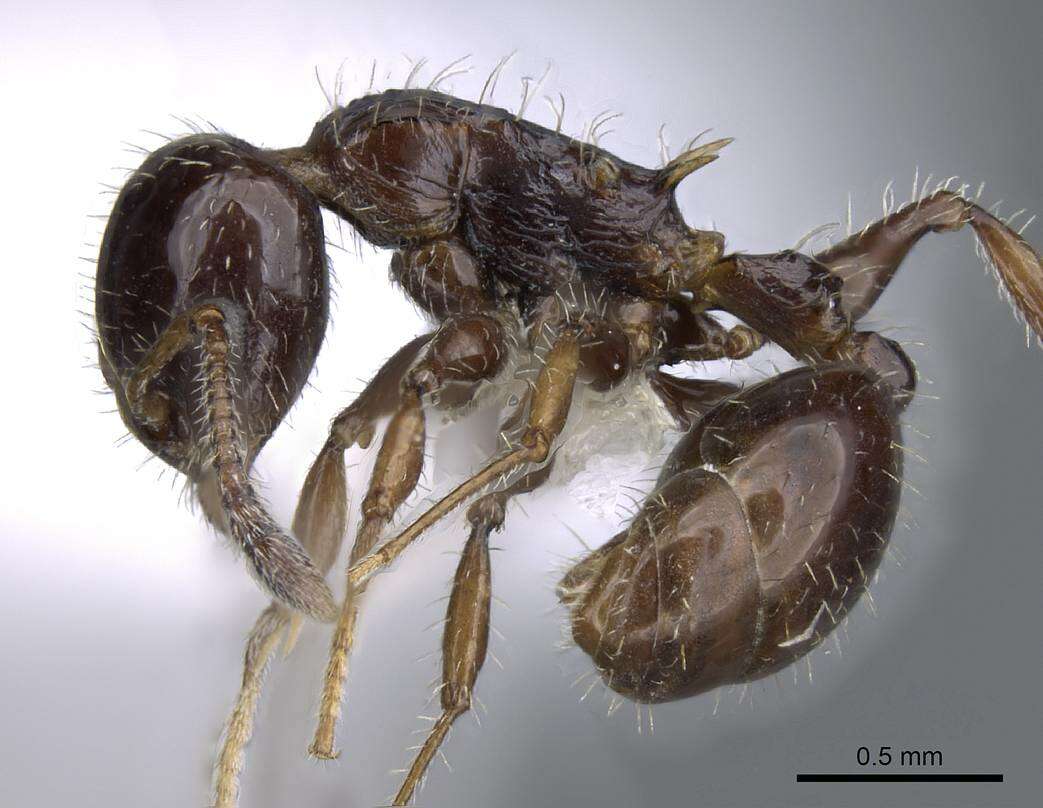 Image of Nesomyrmex vargasi