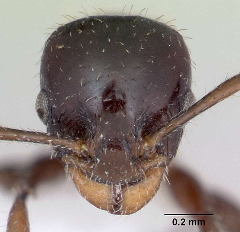 Image of Nesomyrmex vargasi