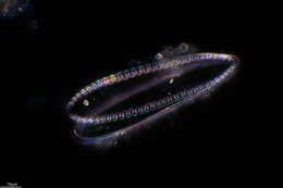 Image de Surirella robusta Ehrenberg