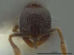 Image de Adelomyrmex silvestrii (Menozzi 1931)