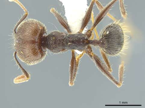 Image of Pheidole caribbaea Wheeler 1911