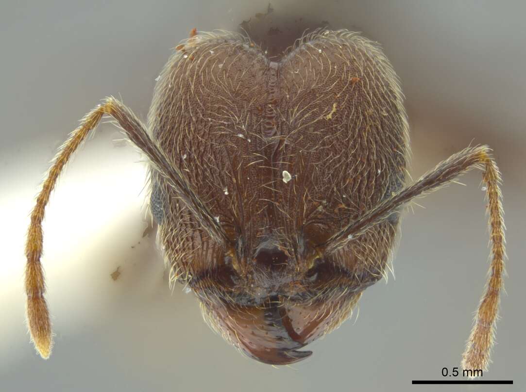 Image of Pheidole caribbaea Wheeler 1911