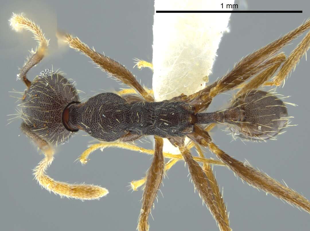 Image of Pheidole caribbaea Wheeler 1911