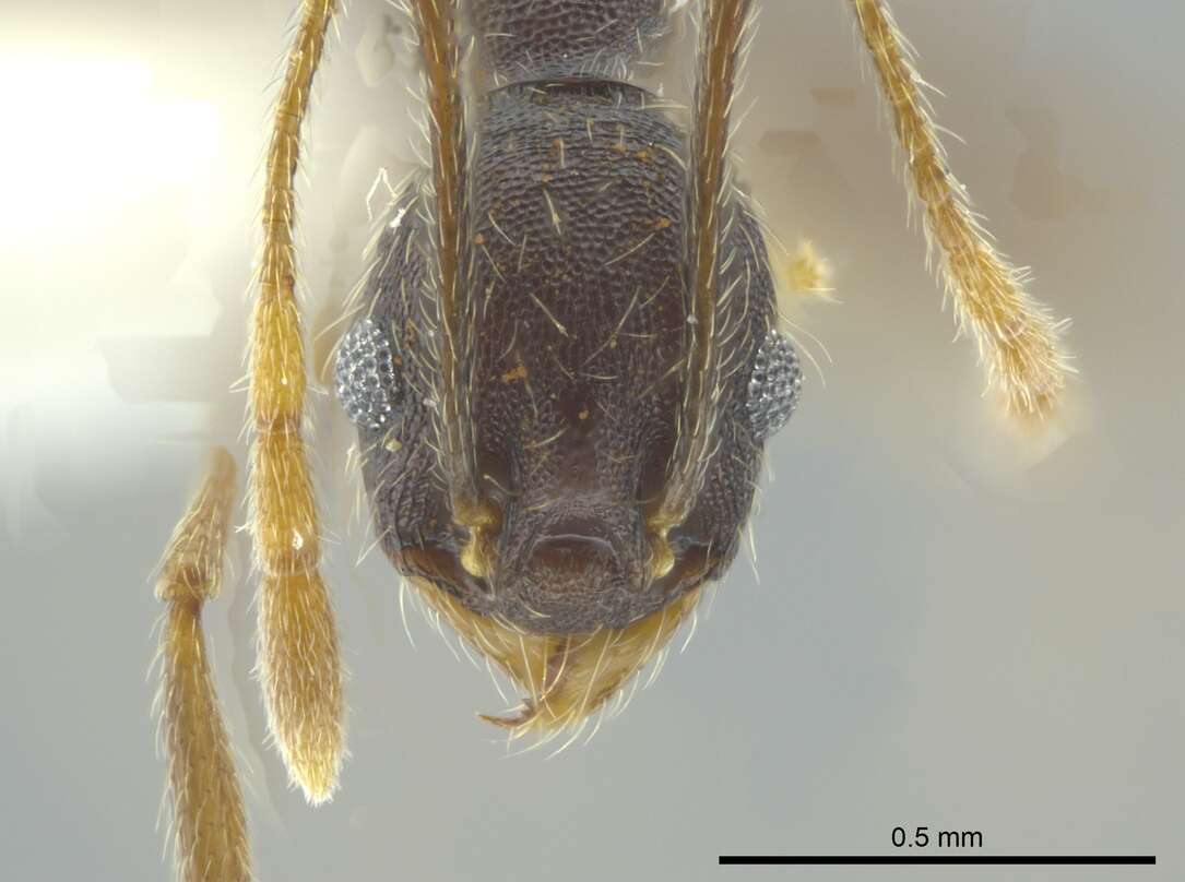 Image of Pheidole caribbaea Wheeler 1911