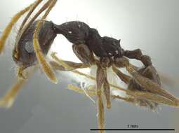 Image of Pheidole caribbaea Wheeler 1911