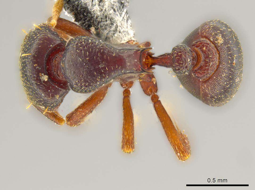 Image of Octostruma wheeleri (Mann 1922)