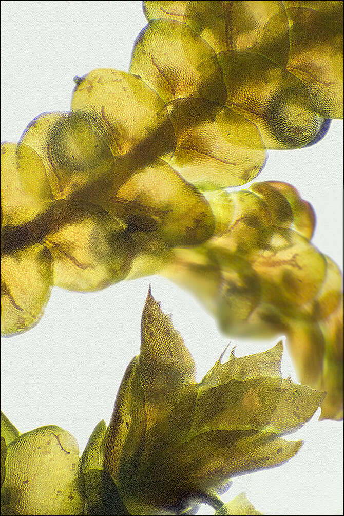 Image of Tamarisk Scalewort