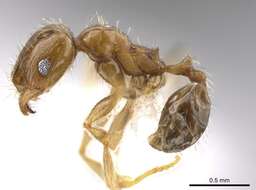 Image of Pheidole centeotl Wheeler 1914