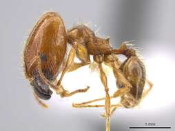 Pheidole centeotl Wheeler 1914 resmi