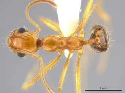 Image de Pheidole desertorum Wheeler 1906