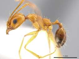 Imagem de Pheidole desertorum Wheeler 1906