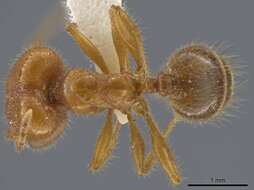 Image of Pheidole porcula Wheeler 1908