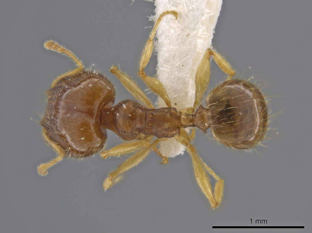 Image of Pheidole stomachosa